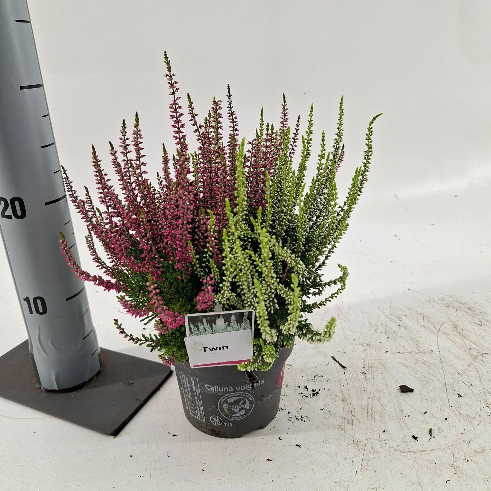 Calluna vulgaris 'Twin Girls' gg