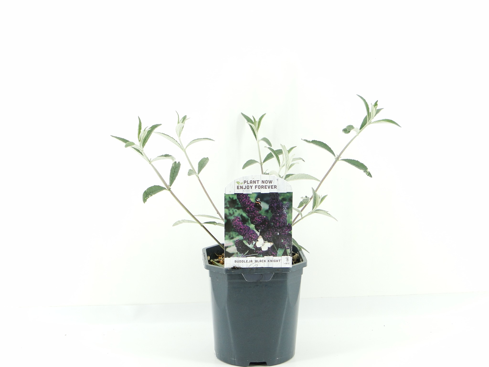 Picture of Buddleja dav. Black Knight