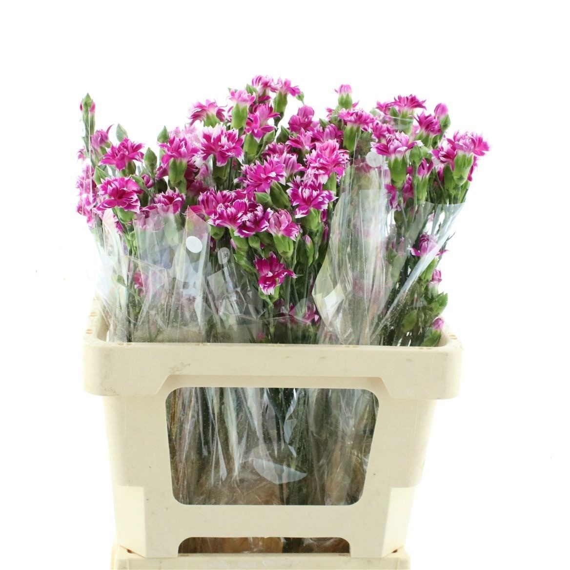 Dianthus Spr Hot Pink Tess 60cm