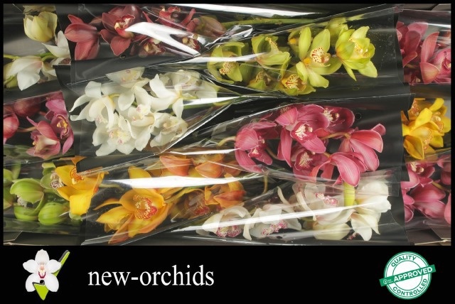 Cymbidium Asst 6bl