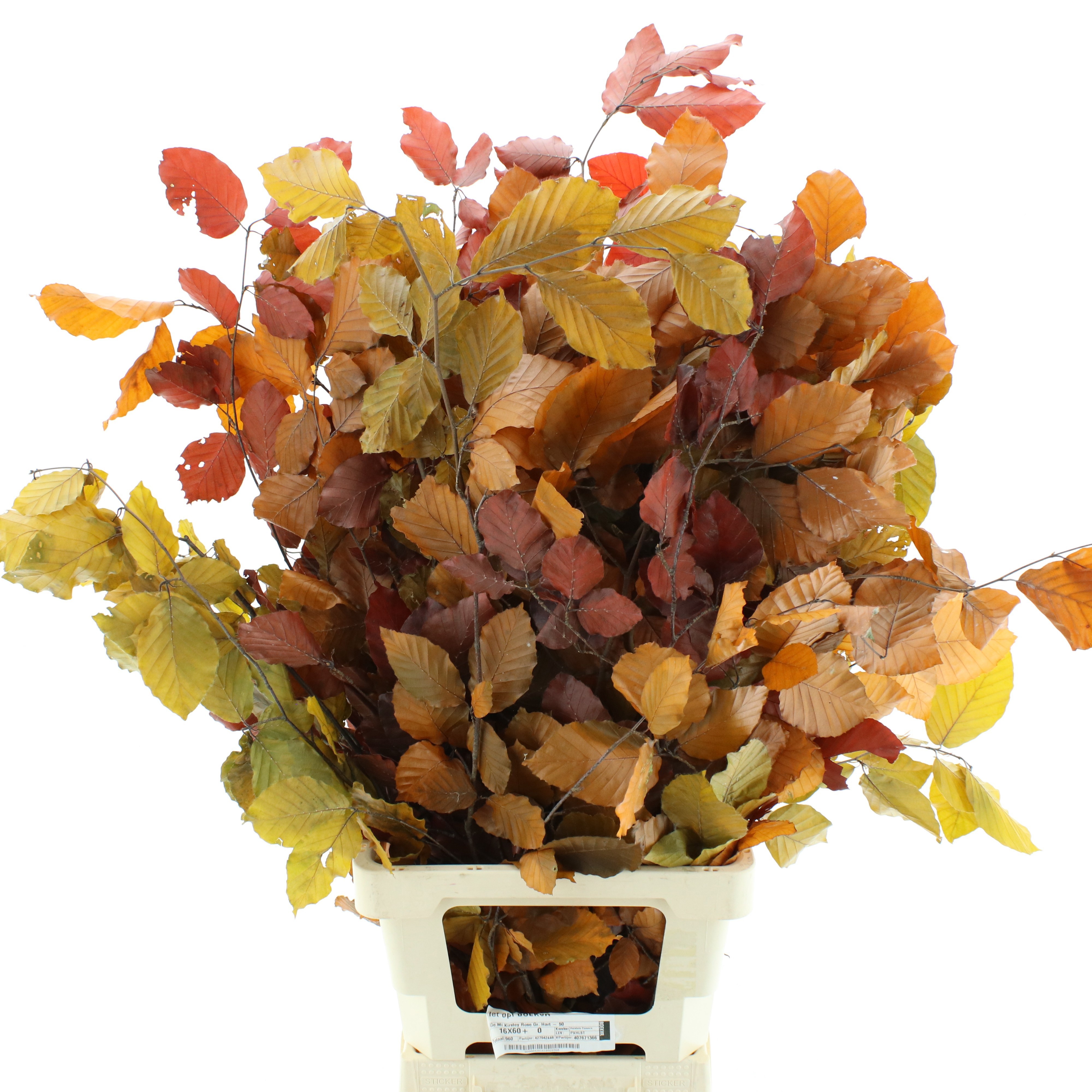 Dried/preserved Flowers Misc 60cm