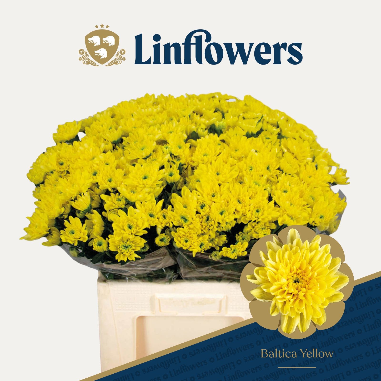 Chrys Spray Baltica Yellow 50gram