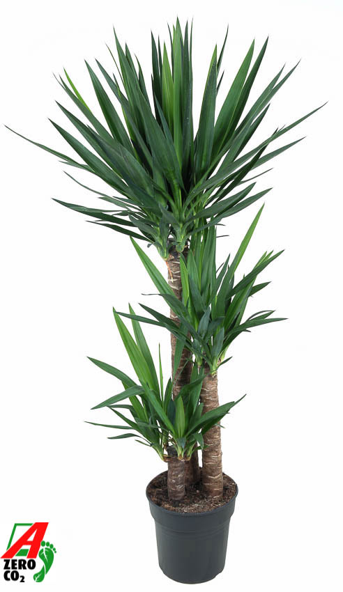 Picture of Yucca 90-60-30 P27 140CM (LOOSE)