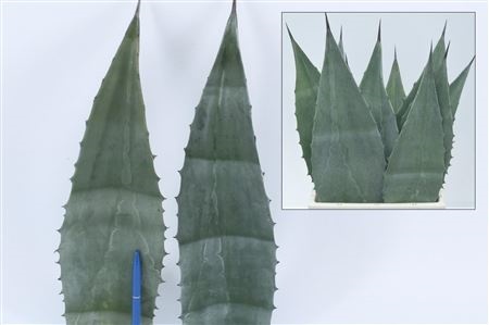 Agave Americana Blad