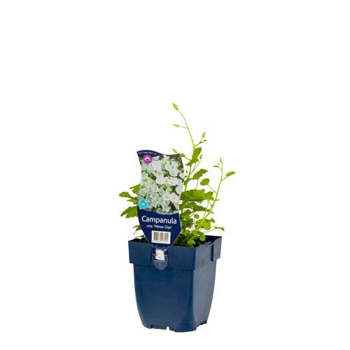Campanula carpatica 'Weisse Clips'