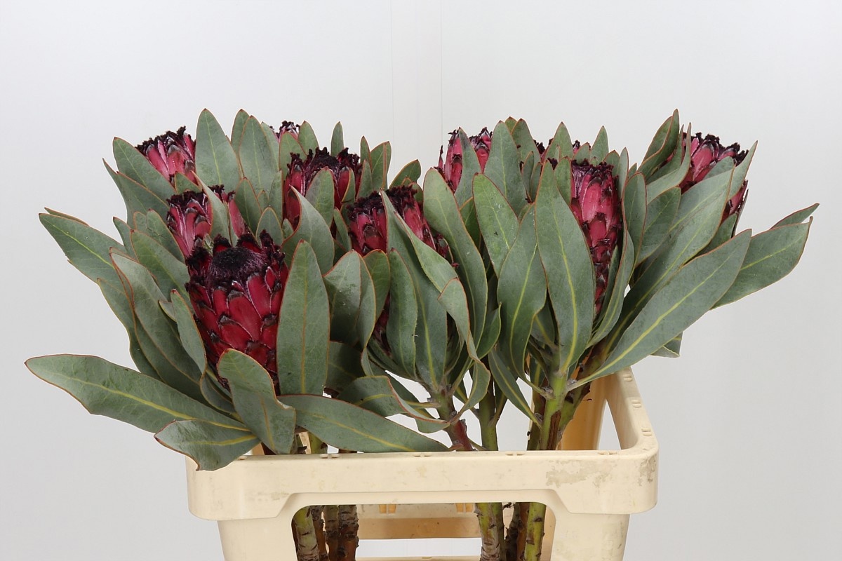 Protea Ma Red Beauty