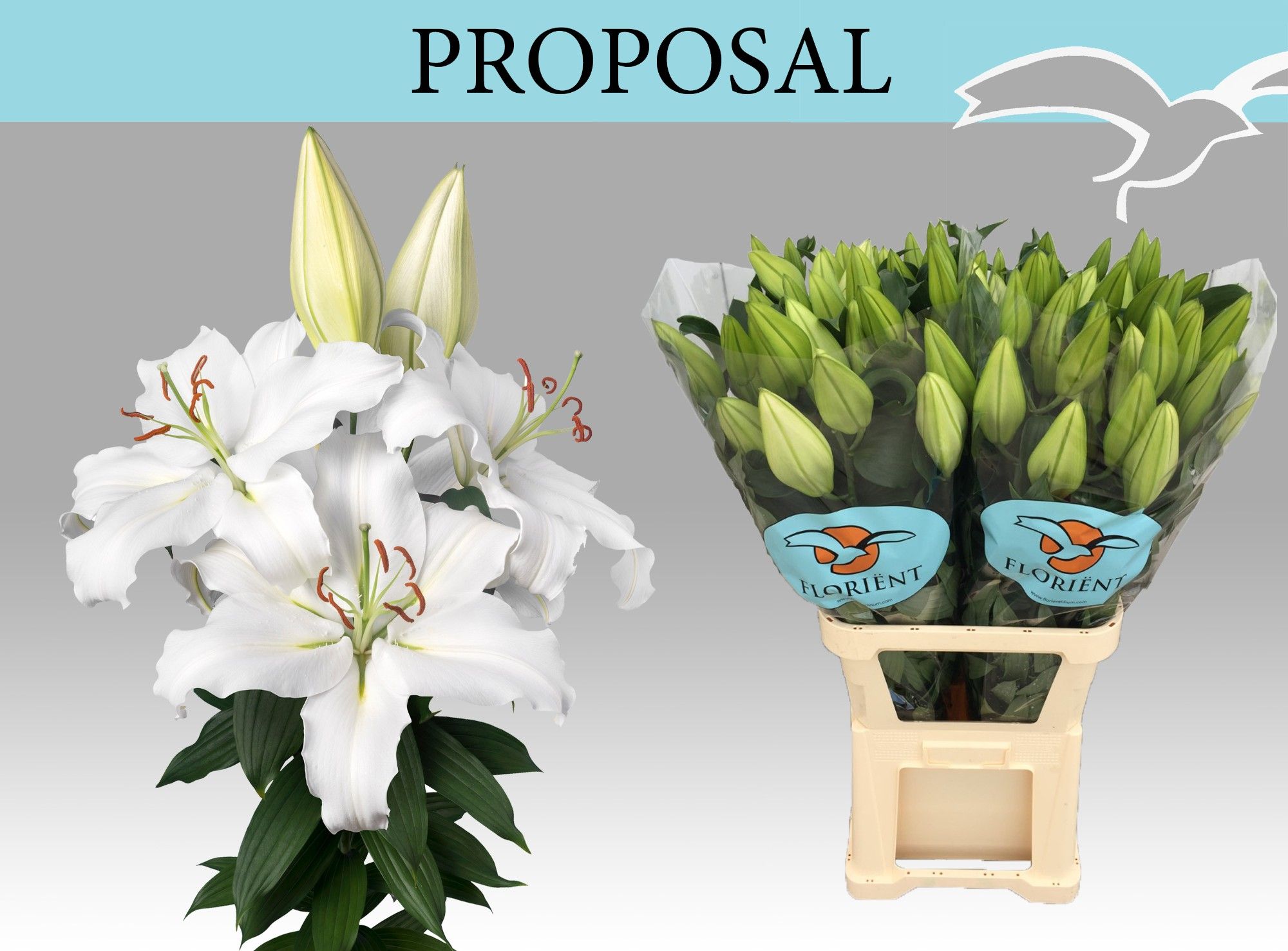 Lilium Or Proposal 100cm 5/7bl
