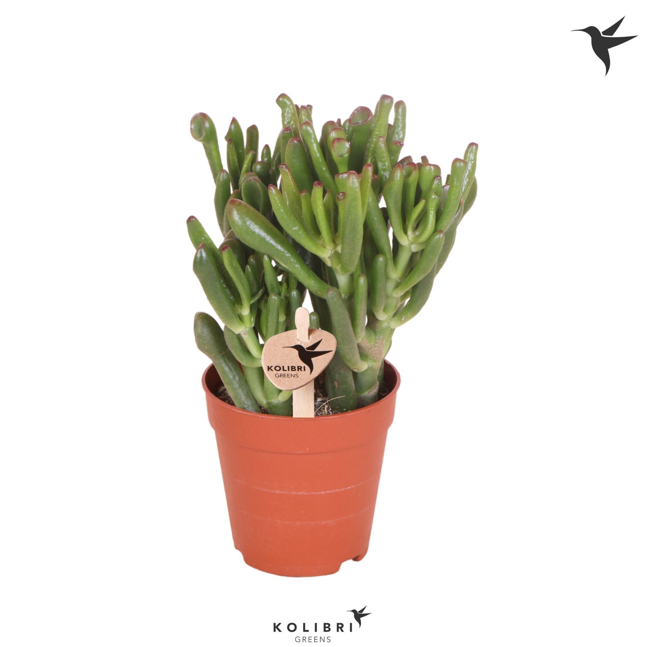 Crassula Kolibri Greens Succulenten Crassula Hobbit
