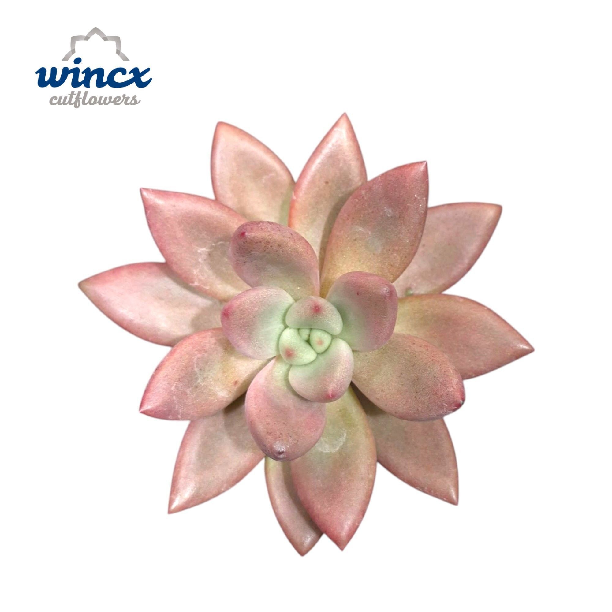 Graptoveria Rosie Crow Cutflower