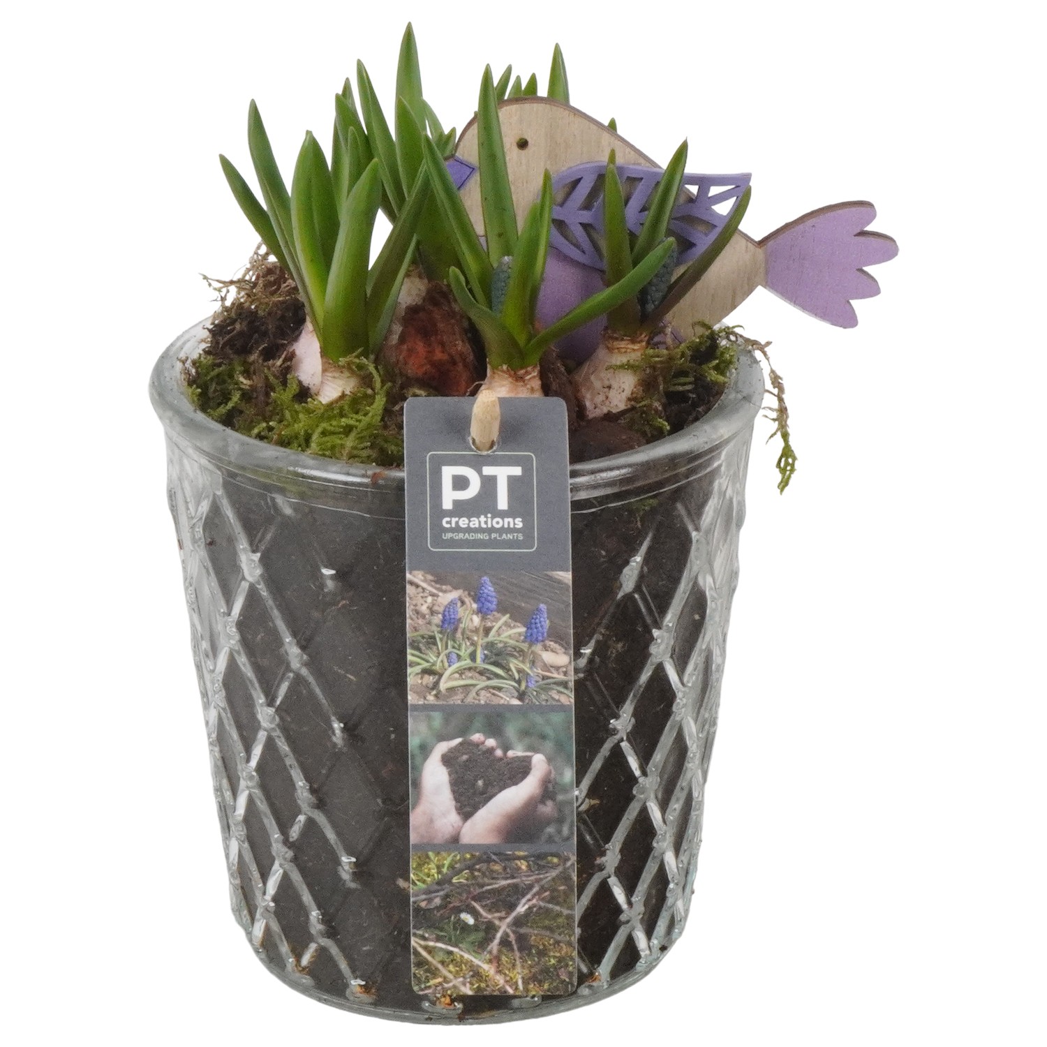 Picture of PTMB1012 Arrangement Muscari in glass vase P12 19CM