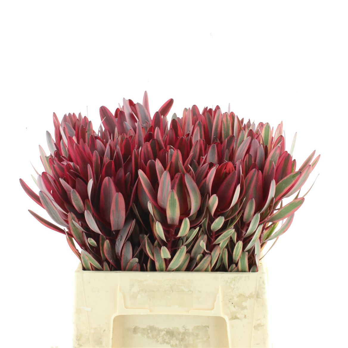 Leucadendron Jester 40cm