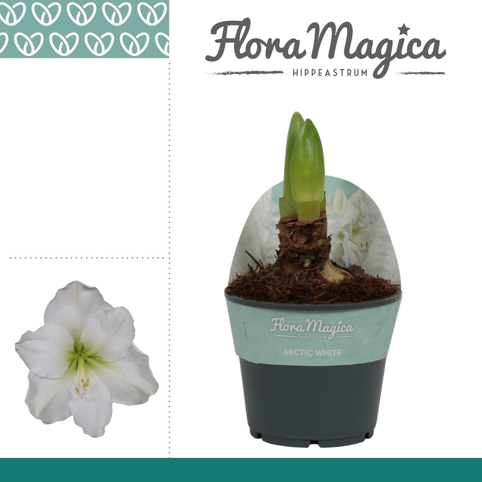Amaryllis Arctic White 2 knop in Potkraag