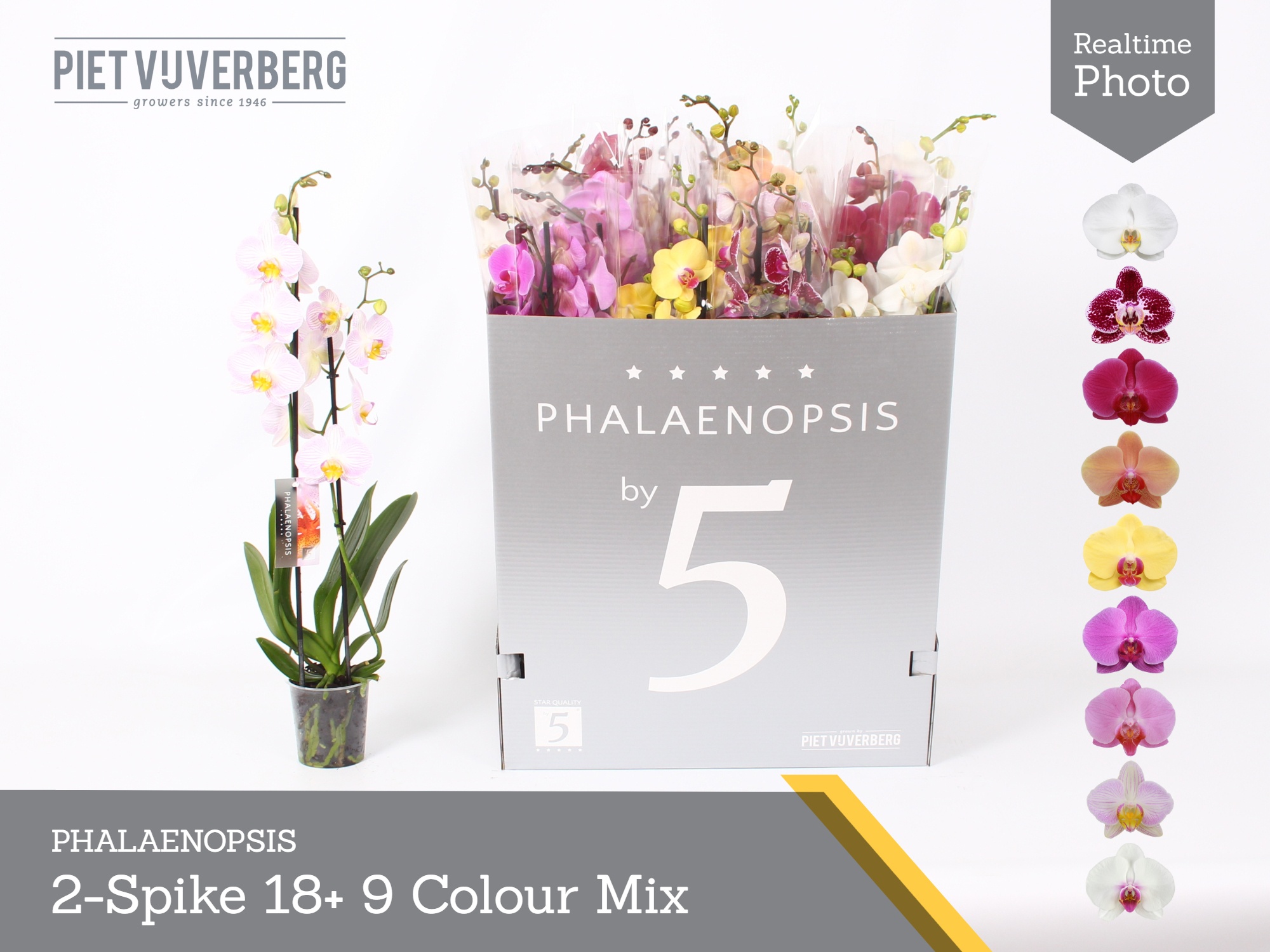 Phal Gem 9 Kl 12P 70H 2TAK 18bloem 23bloei