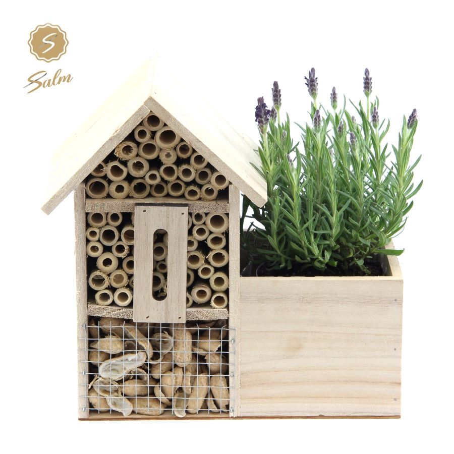 Picture of Lavandula st. 'Anouk'® Collection P10,5 in Insect Hotel