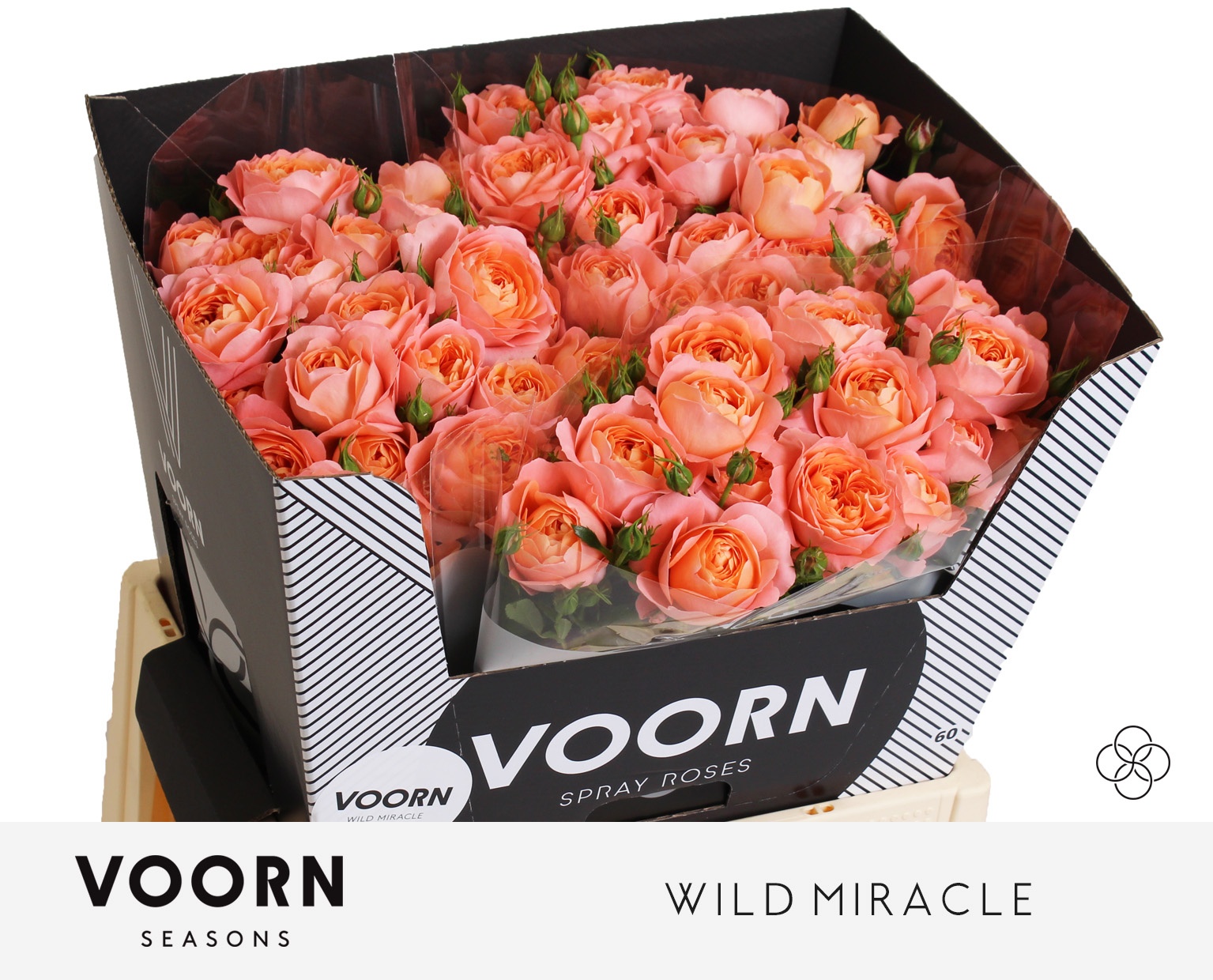 R Tr Wild Miracle