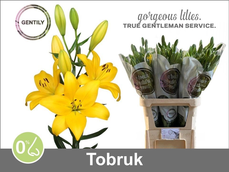 Li La Tobruk