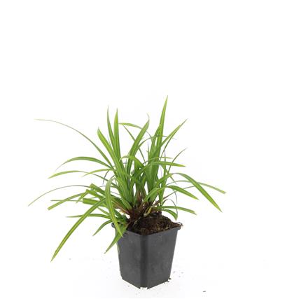 Picture of Carex morrowii Irish Green P9