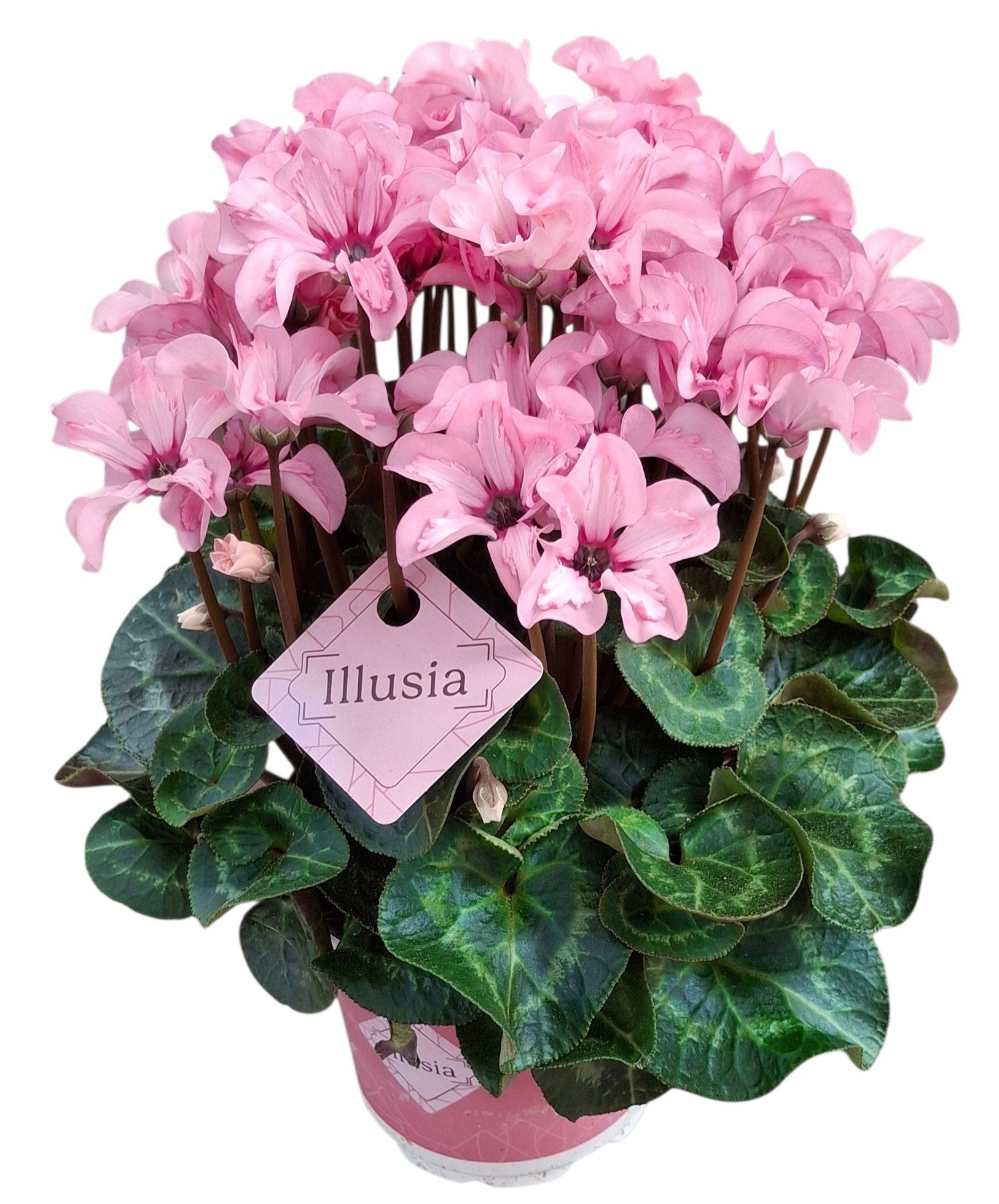 Cyclamen-illusiap12