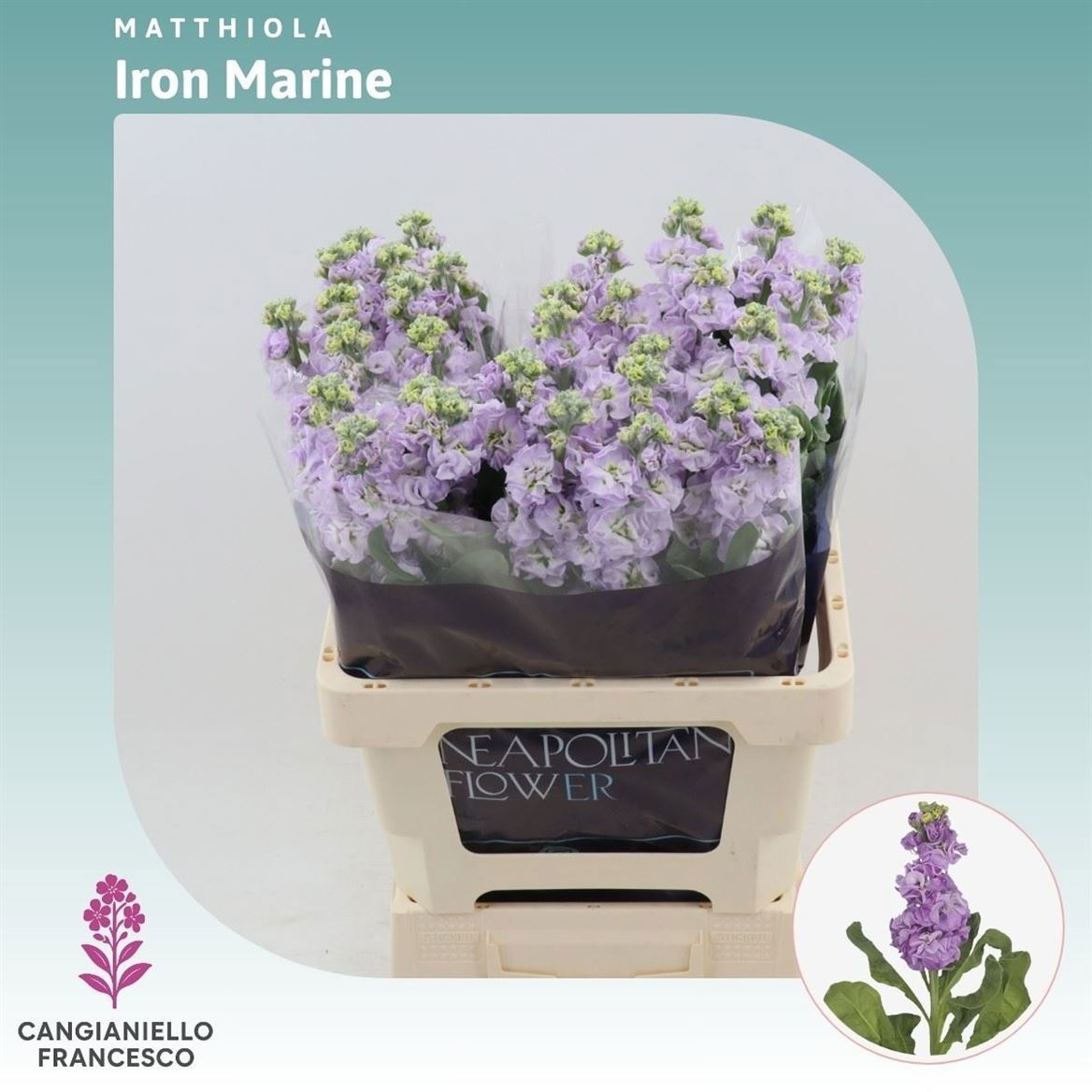 Matthiola Iron Marine 70cm