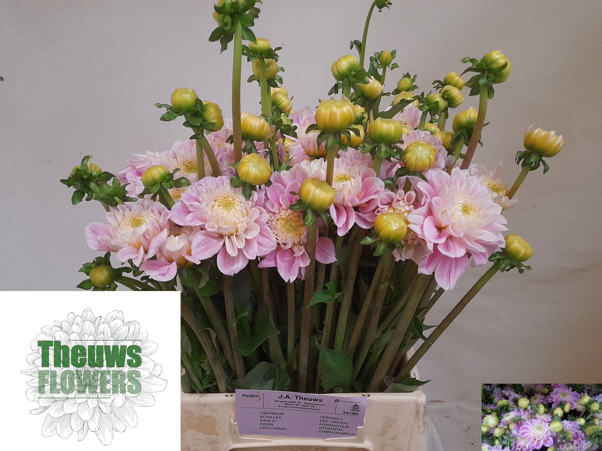 Dahlia Ball Sweet Love 50cm