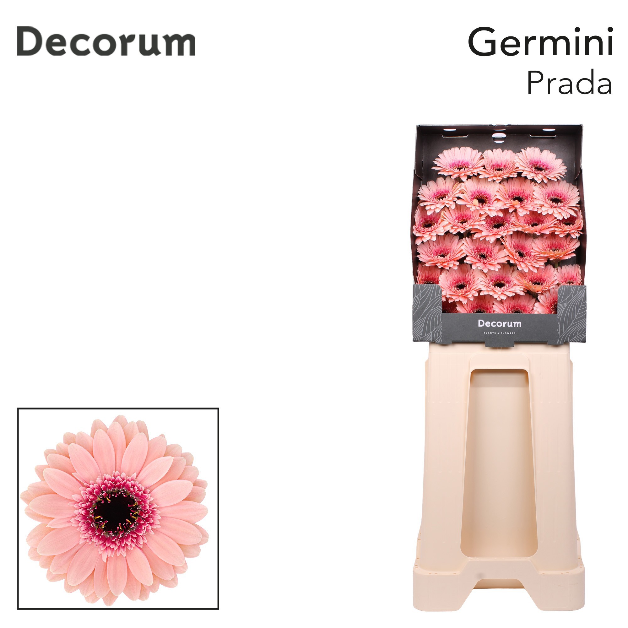 Germini Prada Diamond