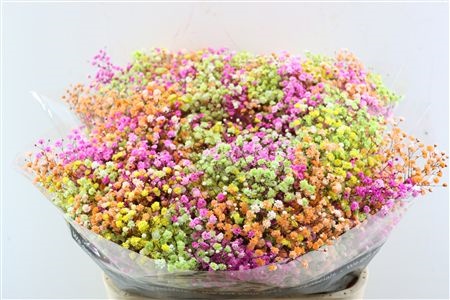 Gypsophila Painted 80cm 40gram