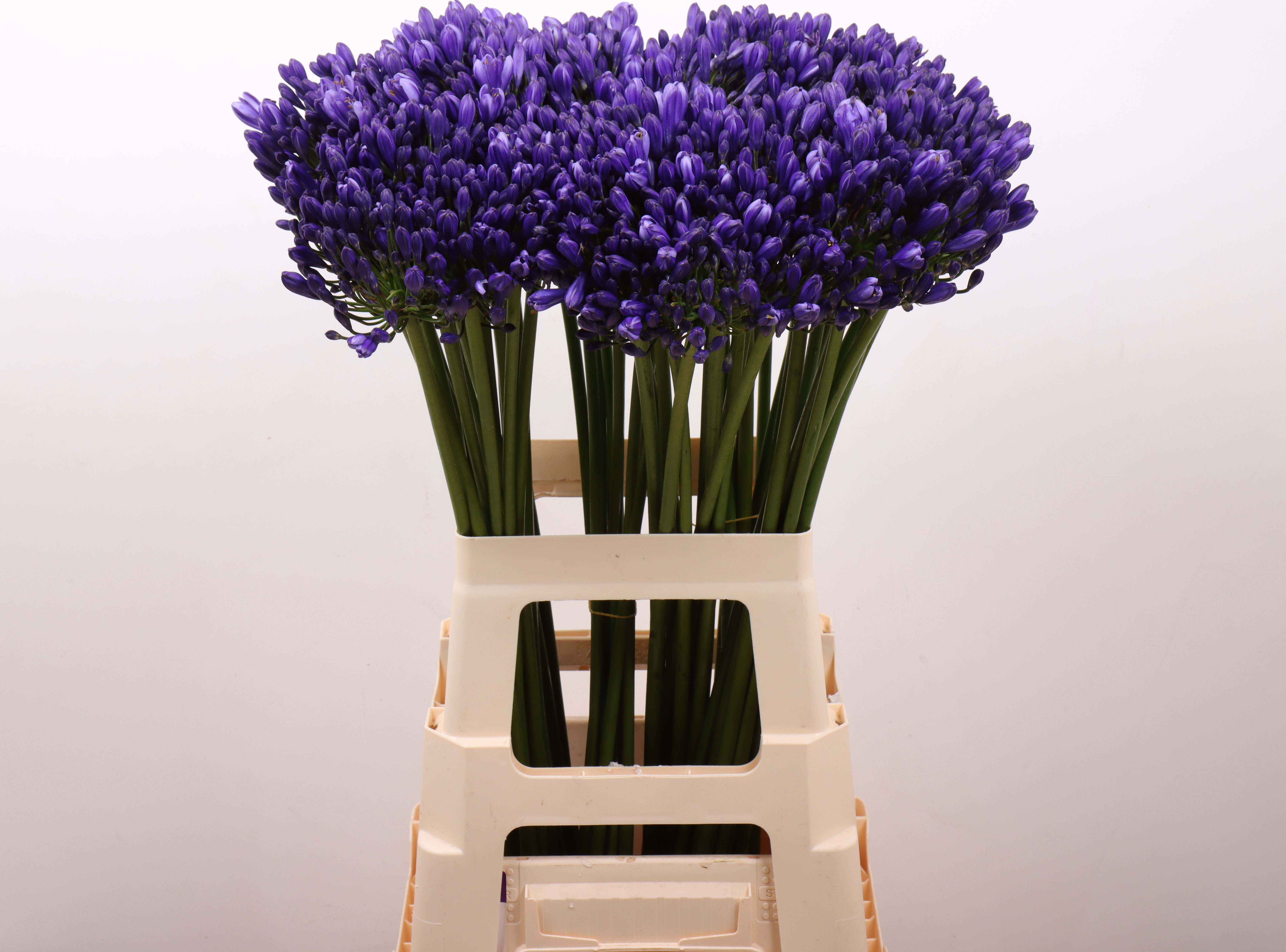 Agapanthus Atlantic Ocean 70cm
