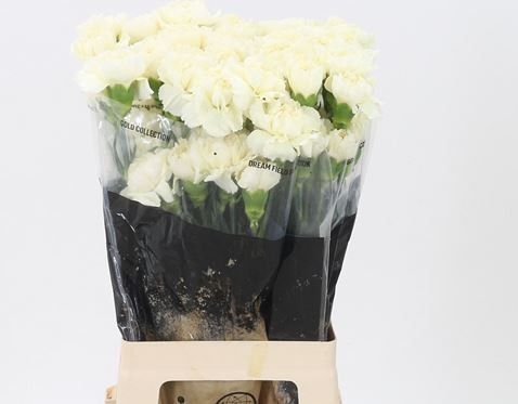 Dianthus St Diletta Crema 60cm