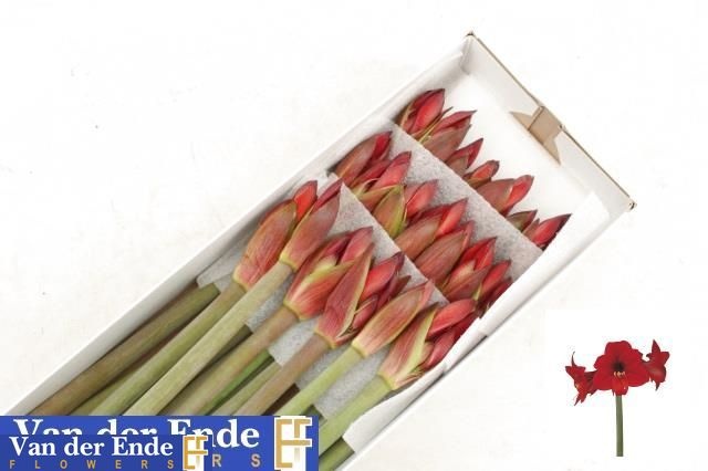 Hippeastrum Mini Rapido 70cm 45bl