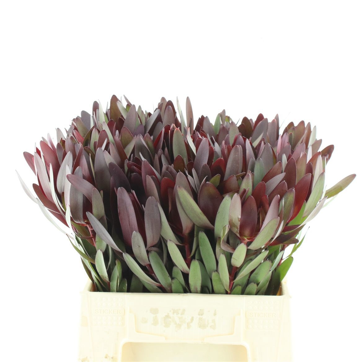 Leucadendron Safari Sunset 40cm