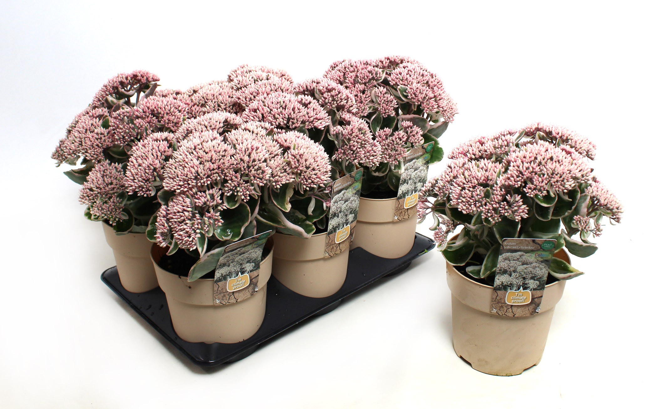 Picture of Sedum Seduction La Vie en Rose (Climate Proof) P15