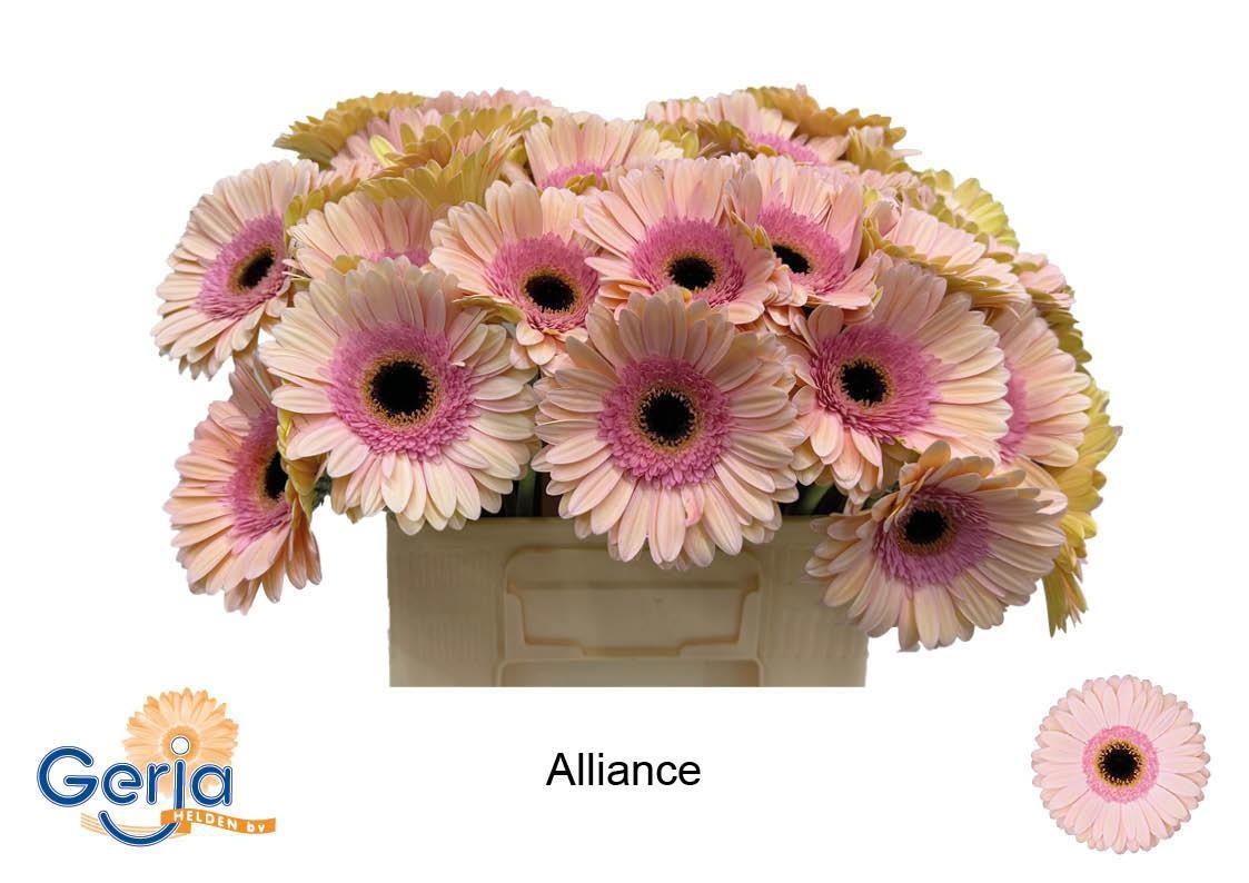 Gerbera Alliance