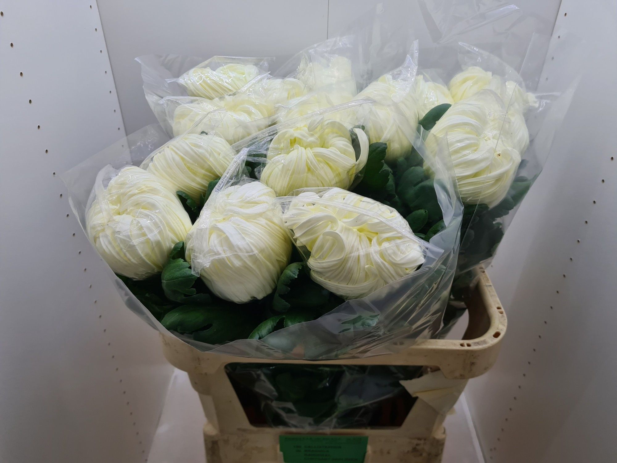 Chrys Single Vienna White 80cm 125gram