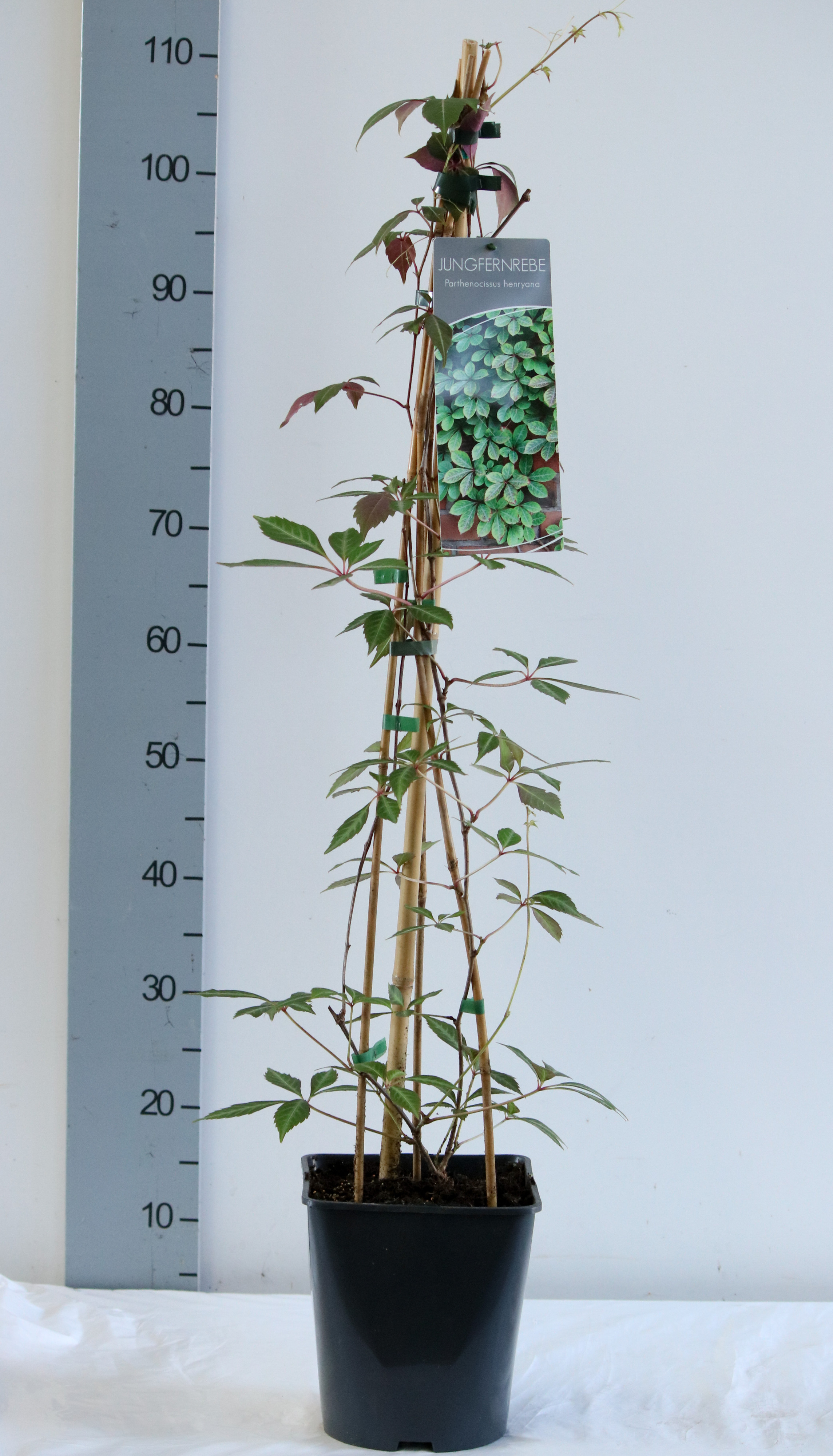 Parthenocissus henryana