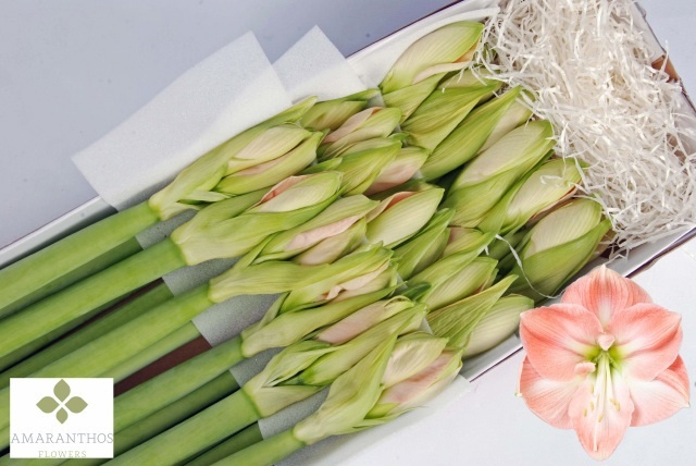 Hippeastrum Darling 4bl