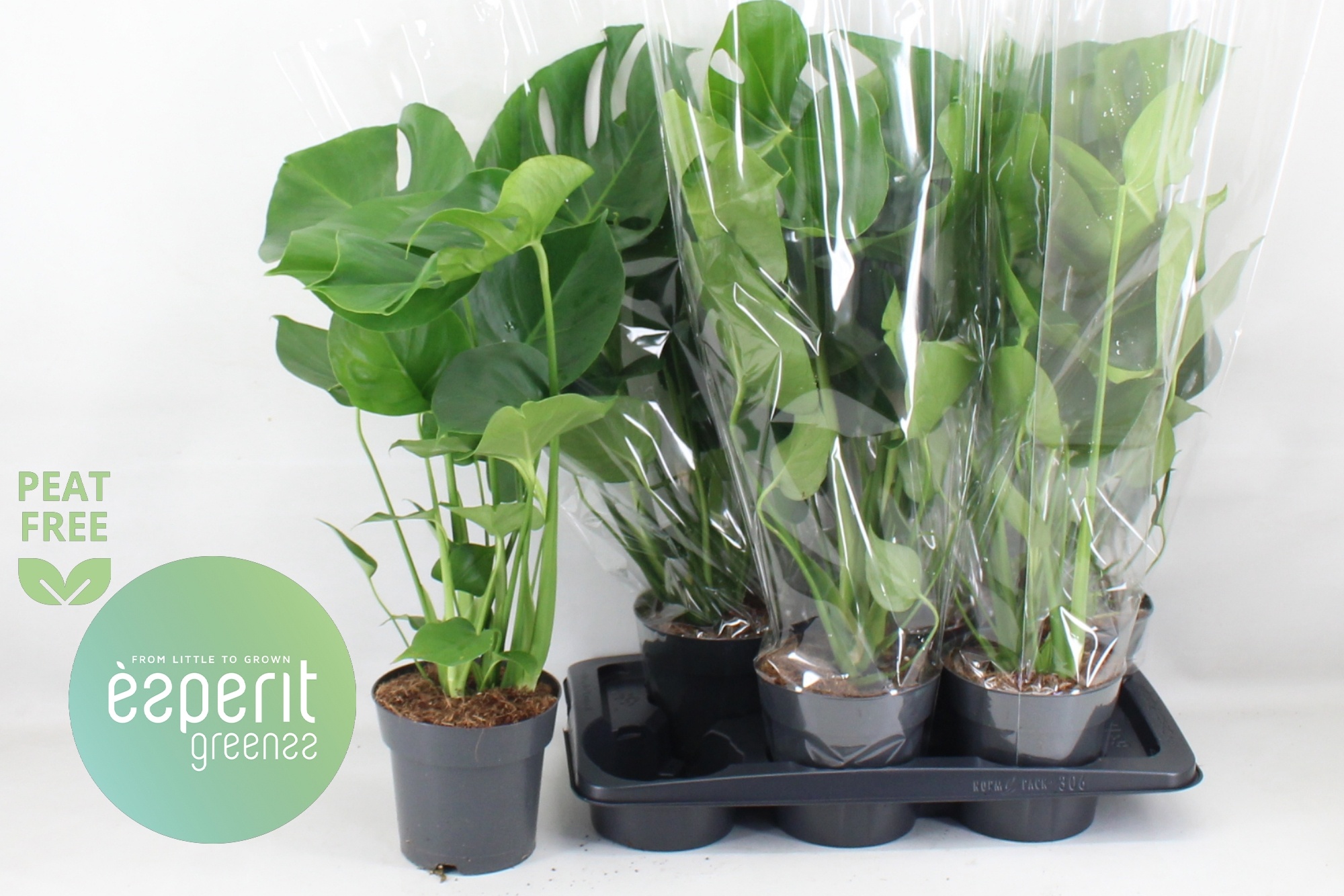 Monstera Deliciosa 17P 73H 1stek