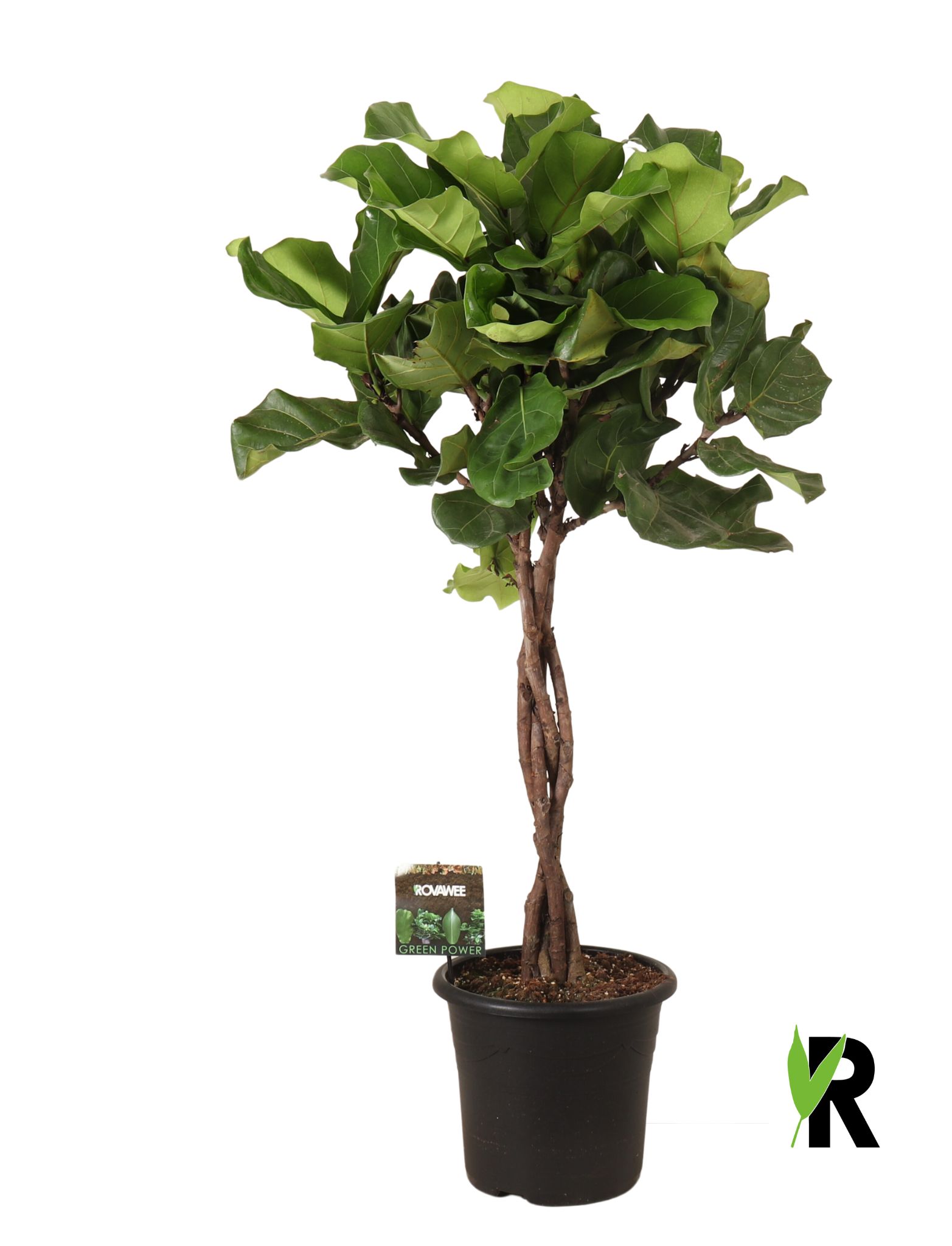 Ficus lyrata Braided stem | Ficus overig | Ficus other | Зеленые комнатные  растения | Зеленые комнатные растения | Комнатные растения | Все продукты |  OZ Planten