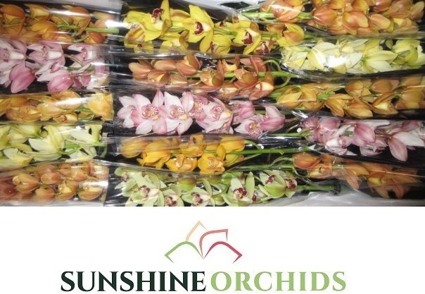 Cymbidium Asst Mini 50cm