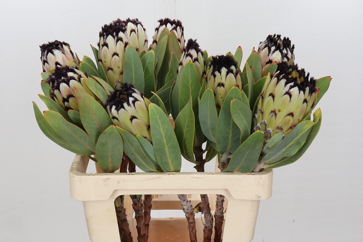 Protea Barb Snow Queen 40cm