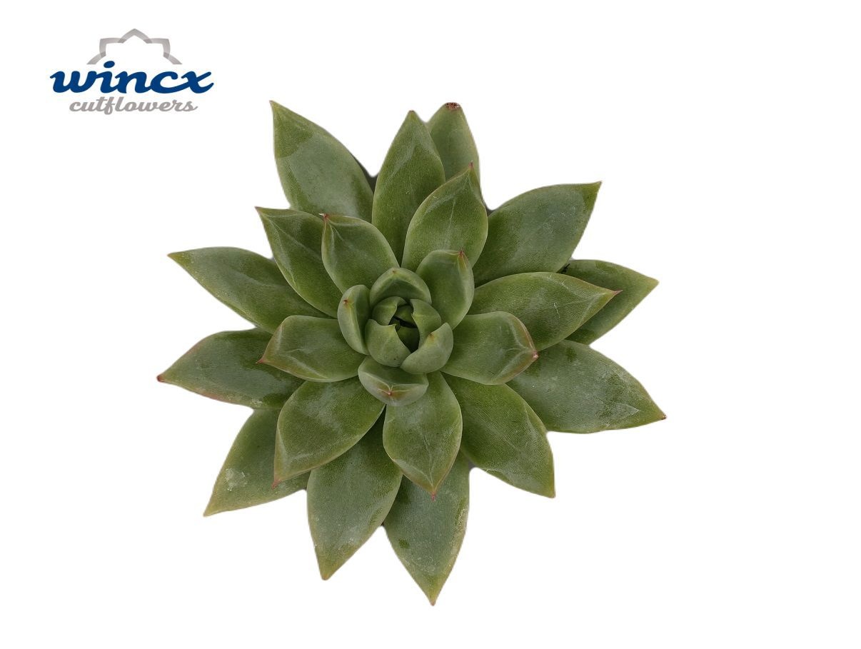 Echeveria Agavoides White Sow