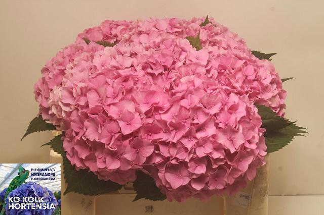 Hydrangea 50cm 15Ø