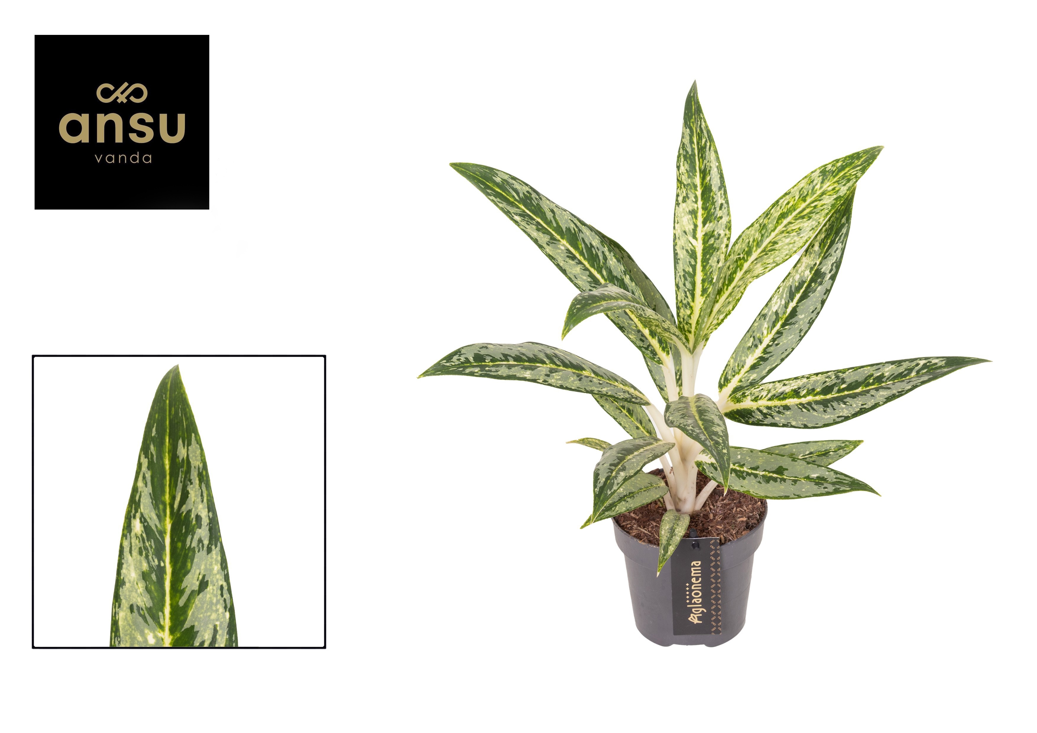 Aglao Matcha Lemon 12Ø 40cm