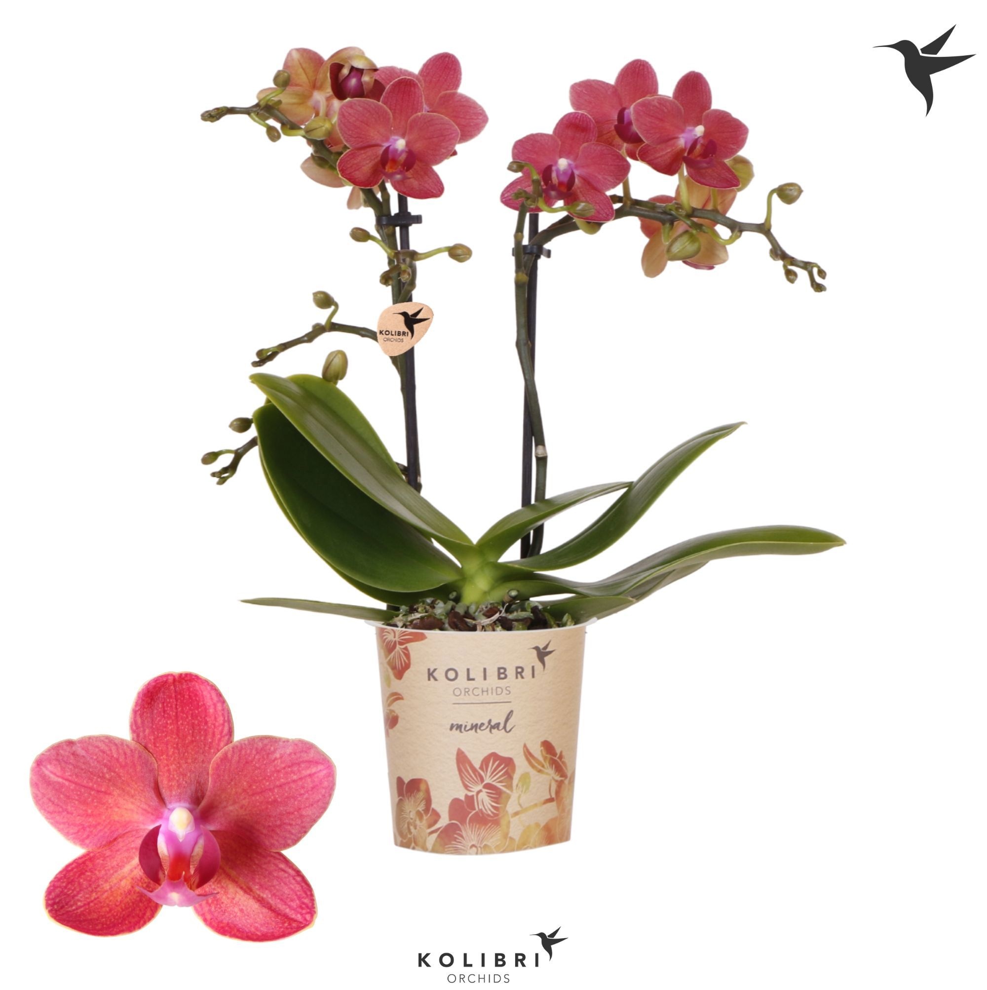 Phalaenopsis Kolibri Orchids Phalaenopsis Blossom Congo 2 spike