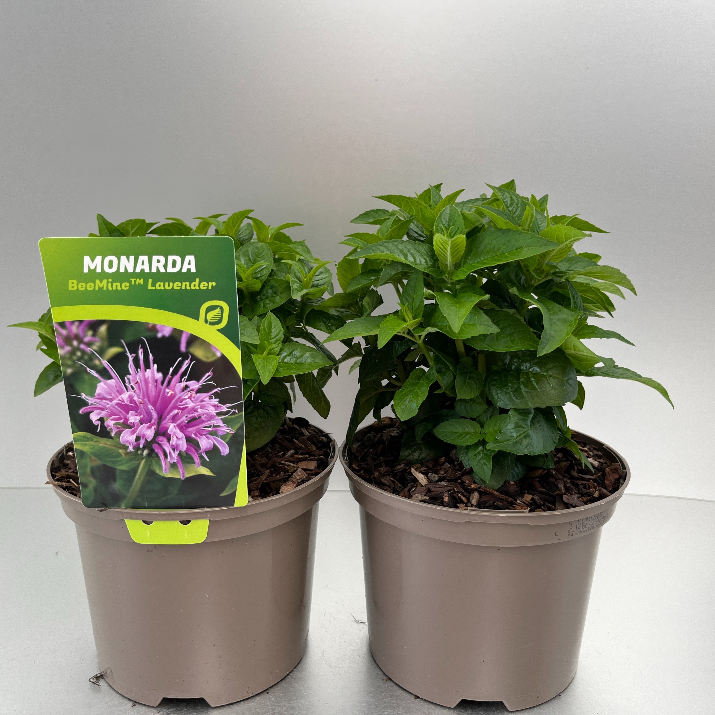 Picture of Monarda didyma BeeMin Lavender P17 (2 Ltr)