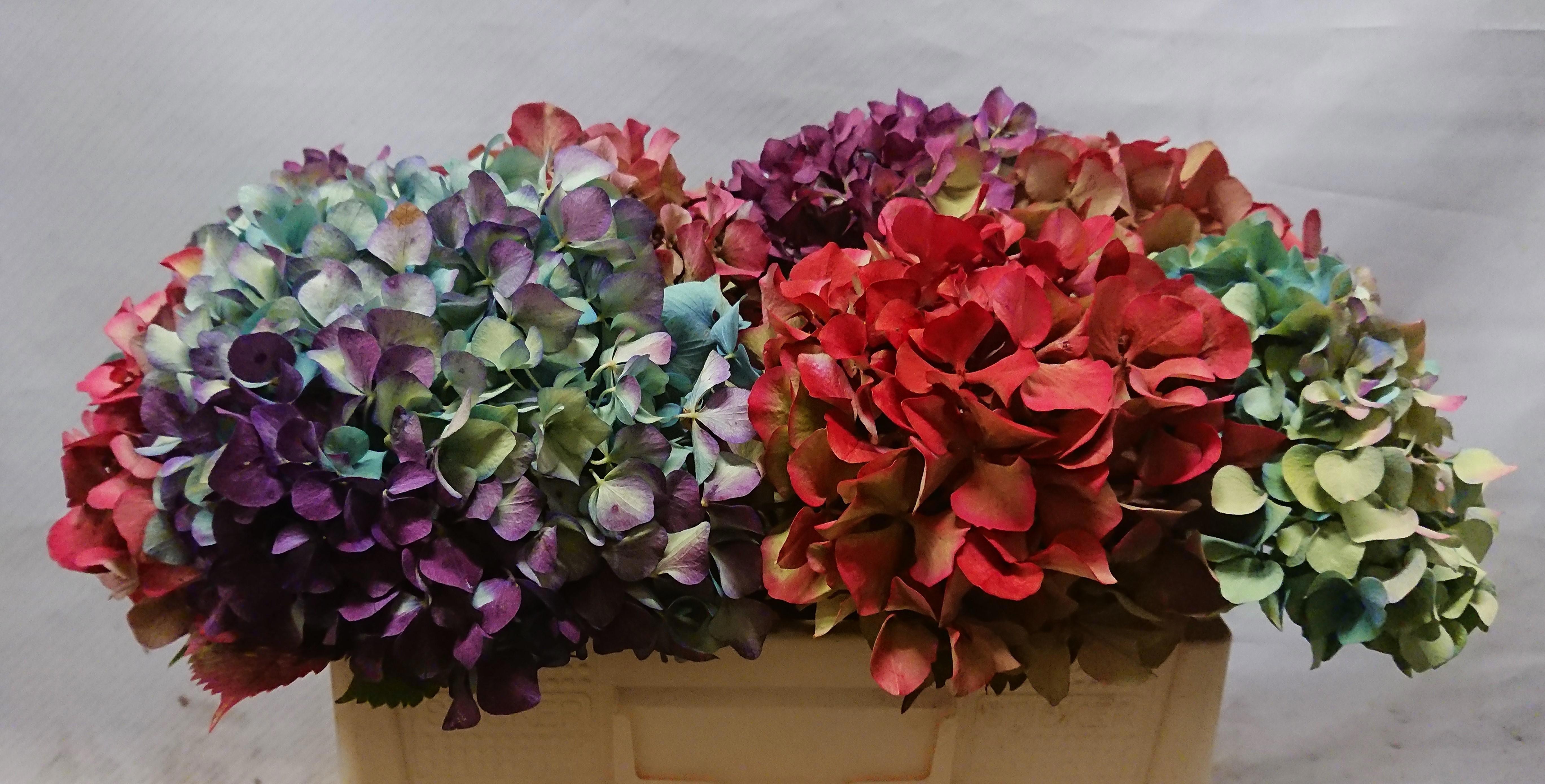 Hydrangea Antique 45cm 17Ø