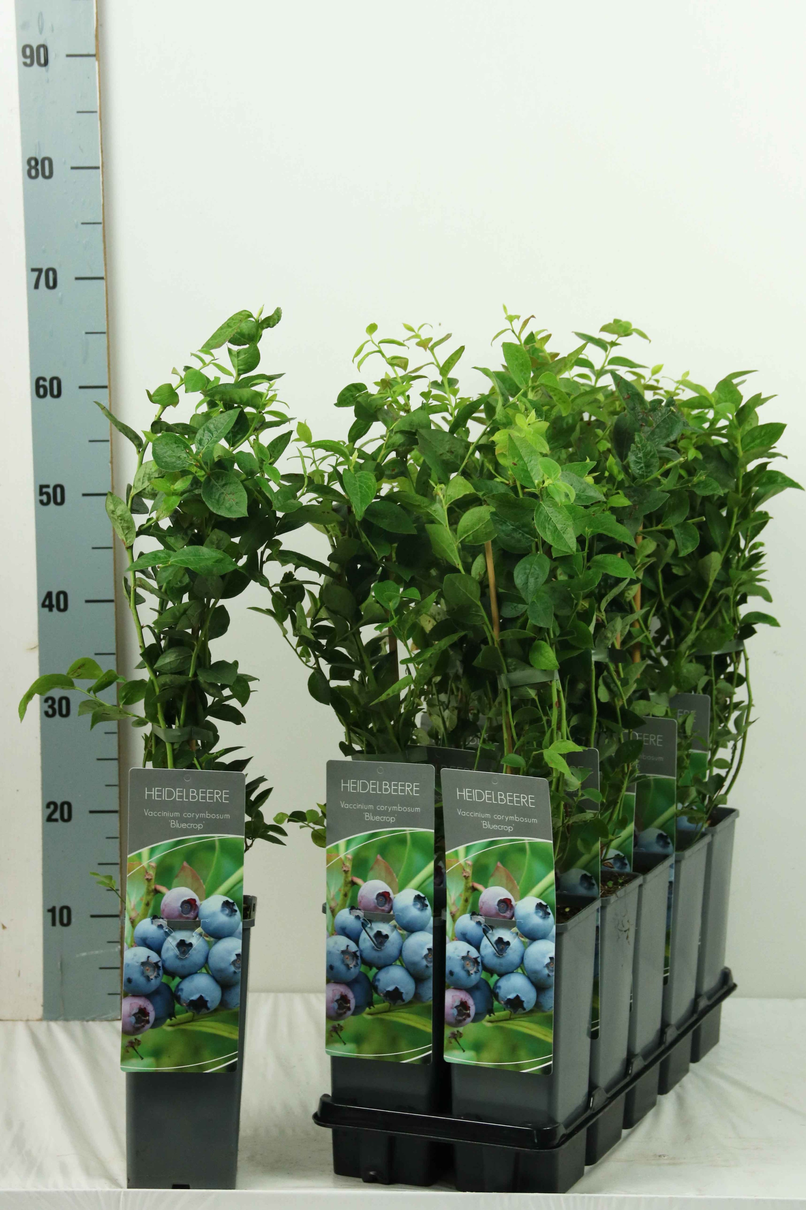 Vaccinium corymbosum 'Bluecrop'