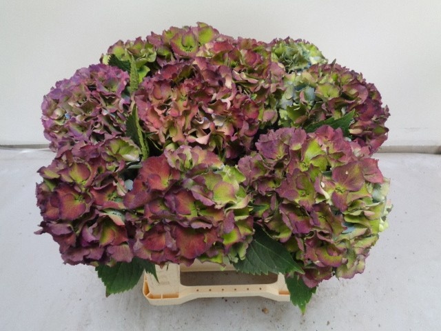 Hydrangea Royal Palace Classic 40cm 15Ø
