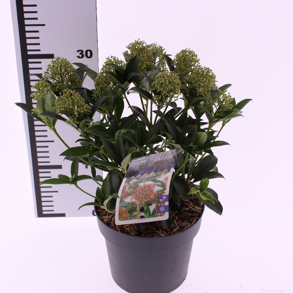 Picture of Skimmia jap. Marlot' P17 (2 Ltr)