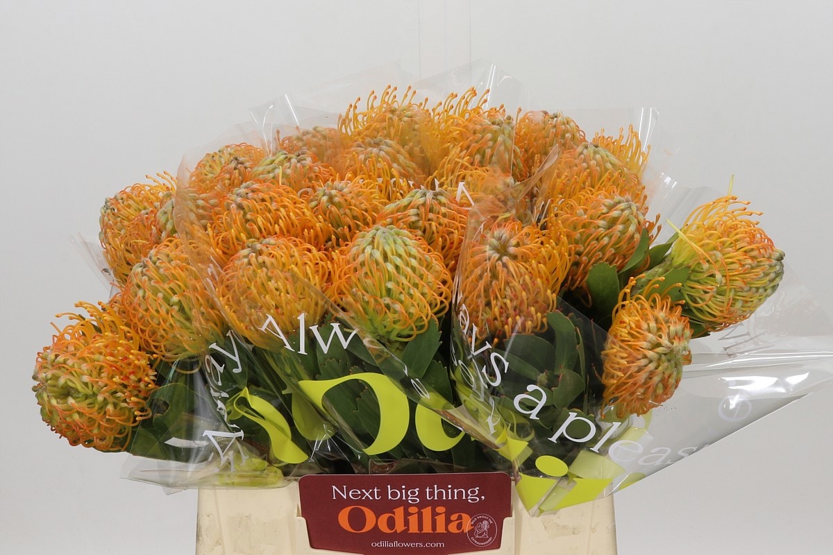 Leuco Soleil