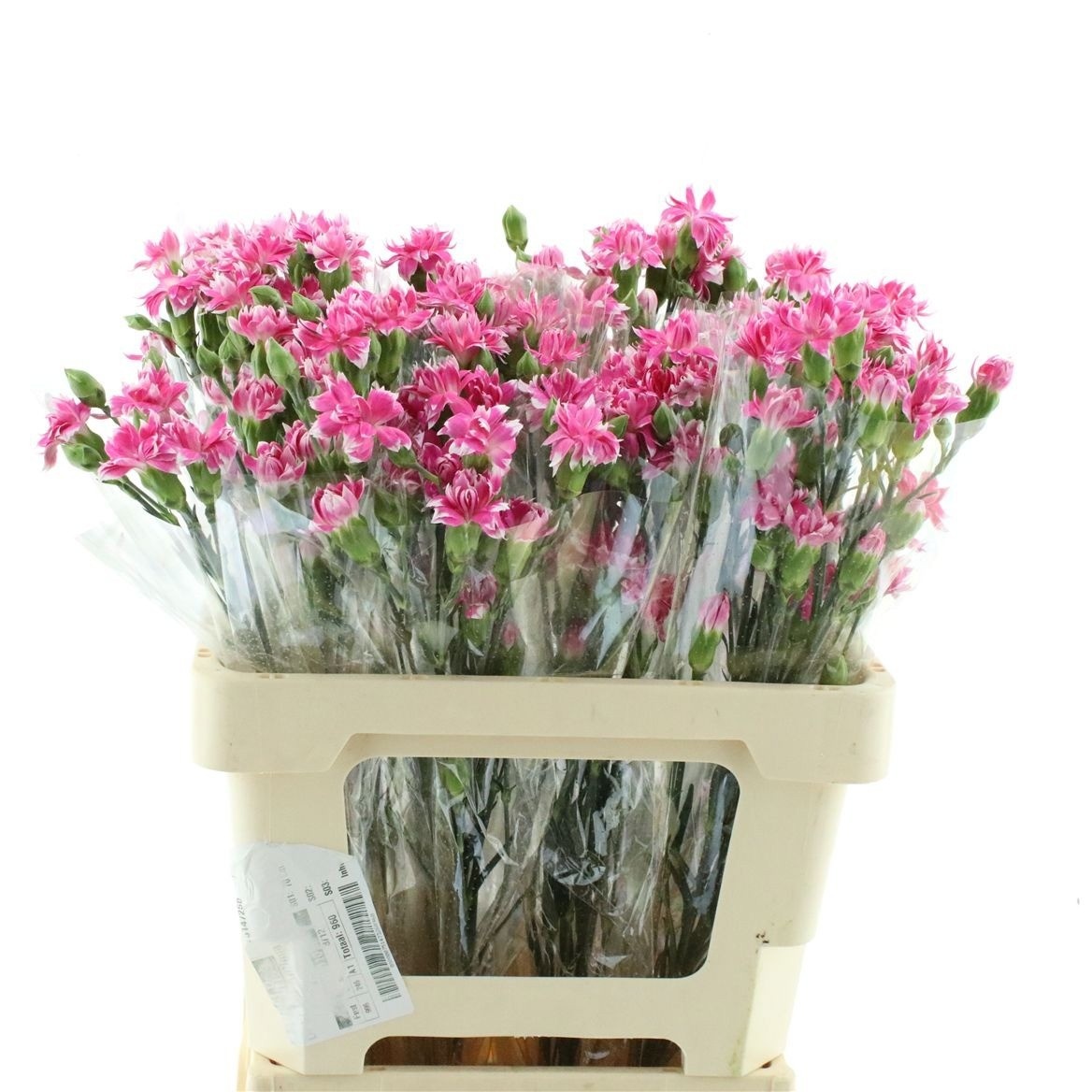 Dianthus Spr Cherry Tessino 60cm